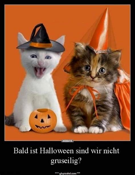 halloween bilder lustig